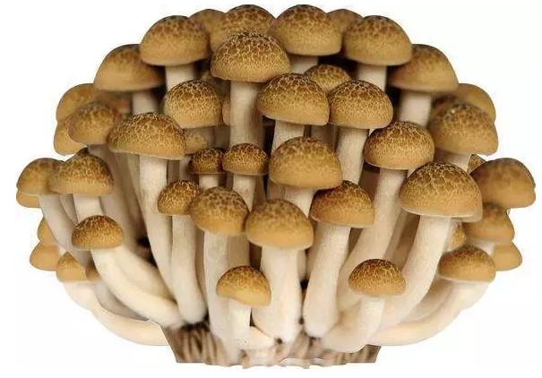 http://m.samuynati.com/ewebeditor/uploadfile/20170914091421667001.png