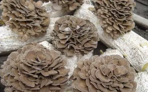 http://m.samuynati.com/ewebeditor/uploadfile/20170914091445139001.png