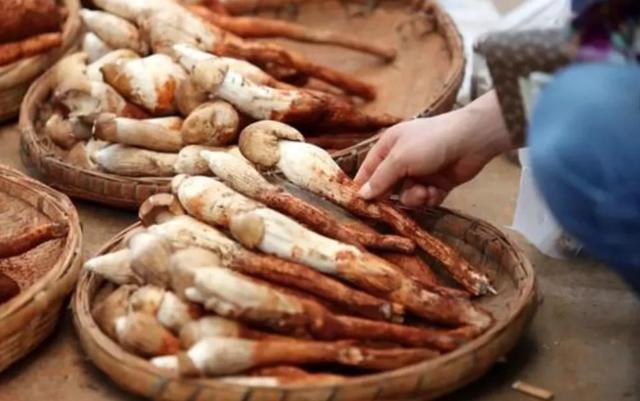 國(guó)家蘑菇地理：中國(guó)哪里的蘑菇最好吃？
