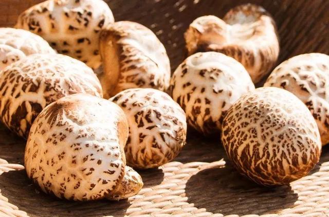 國(guó)家蘑菇地理：中國(guó)哪里的蘑菇最好吃？